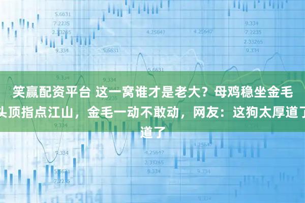 笑赢配资平台 这一窝谁才是老大？母鸡稳坐金毛头顶指点江山，金毛一动不敢动，网友：这狗太厚道了